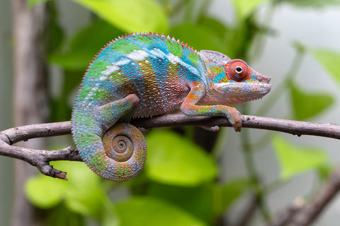 Ambilobe From "Fiadanana" (AKA Tranquility) x "Fohy-mofo" (AKA Shortbread) - Hatched March - April 2026 - Male #5