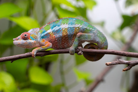 Ambilobe From "Fiadanana" (AKA Tranquility) x "Fohy-mofo" (AKA Shortbread) - Hatched March - April 2026 - Male #5