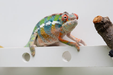 Ambilobe From "Fiadanana" (AKA Tranquility) x "Fohy-mofo" (AKA Shortbread) - Hatched March - April 2026 - Male #5