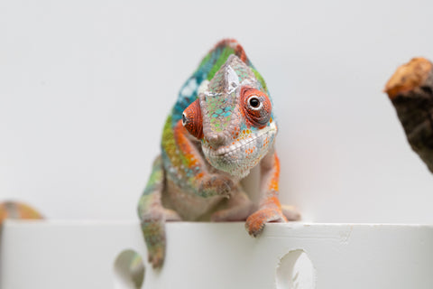 Ambilobe From "Fiadanana" (AKA Tranquility) x "Fohy-mofo" (AKA Shortbread) - Hatched March - April 2026 - Male #5