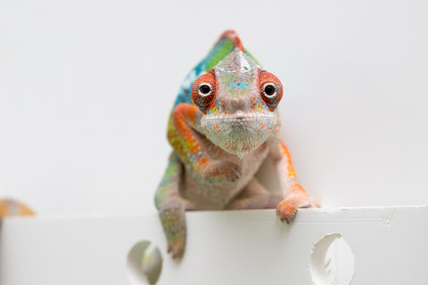 Ambilobe From "Fiadanana" (AKA Tranquility) x "Fohy-mofo" (AKA Shortbread) - Hatched March - April 2026 - Male #5