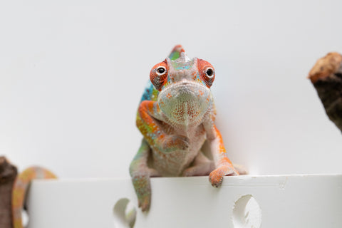 Ambilobe From "Fiadanana" (AKA Tranquility) x "Fohy-mofo" (AKA Shortbread) - Hatched March - April 2026 - Male #5