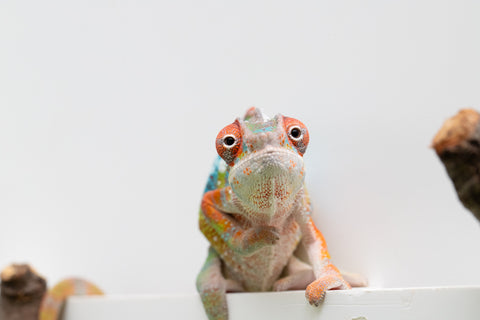 Ambilobe From "Fiadanana" (AKA Tranquility) x "Fohy-mofo" (AKA Shortbread) - Hatched March - April 2026 - Male #5