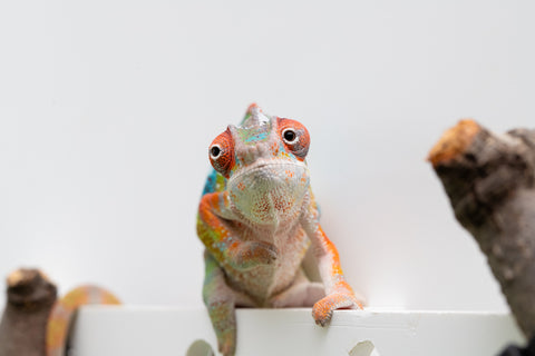 Ambilobe From "Fiadanana" (AKA Tranquility) x "Fohy-mofo" (AKA Shortbread) - Hatched March - April 2026 - Male #5