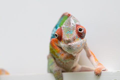 Ambilobe From "Fiadanana" (AKA Tranquility) x "Fohy-mofo" (AKA Shortbread) - Hatched March - April 2026 - Male #5