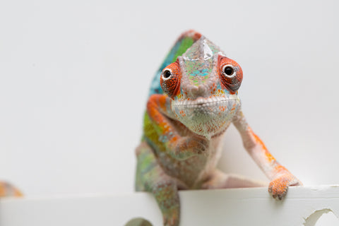 Ambilobe From "Fiadanana" (AKA Tranquility) x "Fohy-mofo" (AKA Shortbread) - Hatched March - April 2026 - Male #5