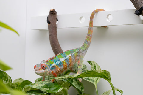 Ambilobe From "Fiadanana" (AKA Tranquility) x "Fohy-mofo" (AKA Shortbread) - Hatched March - April 2026 - Male #5
