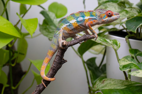 Ambilobe From "Fiadanana" (AKA Tranquility) x "Fohy-mofo" (AKA Shortbread) - Hatched March - April 2026 - Male #5