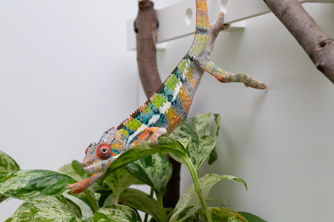 Ambilobe From "Fiadanana" (AKA Tranquility) x "Fohy-mofo" (AKA Shortbread) - Hatched March - April 2026 - Male #5