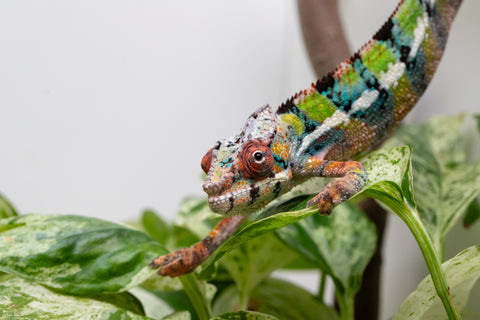Ambilobe From "Fiadanana" (AKA Tranquility) x "Fohy-mofo" (AKA Shortbread) - Hatched March - April 2026 - Male #5