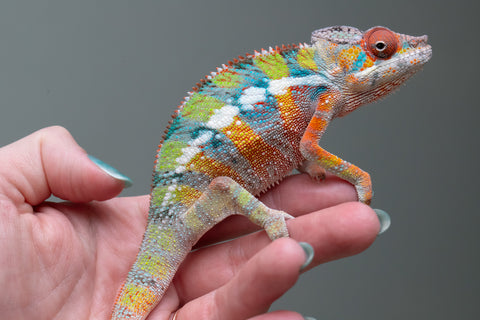 Ambilobe From "Fiadanana" (AKA Tranquility) x "Fohy-mofo" (AKA Shortbread) - Hatched March - April 2026 - Male #5
