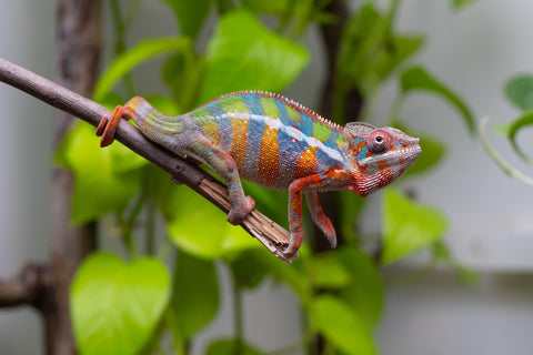 Ambilobe From "Fiadanana" (AKA Tranquility) x "Fohy-mofo" (AKA Shortbread) - Hatched March - April 2026 - Male #6