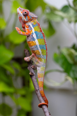 Ambilobe From "Fiadanana" (AKA Tranquility) x "Fohy-mofo" (AKA Shortbread) - Hatched March - April 2026 - Male #6