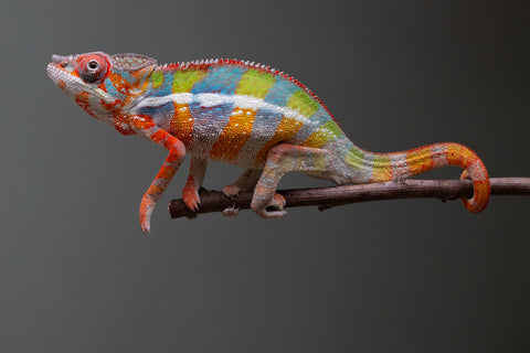 Ambilobe From "Fiadanana" (AKA Tranquility) x "Fohy-mofo" (AKA Shortbread) - Hatched March - April 2026 - Male #6