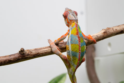 Ambilobe From "Fiadanana" (AKA Tranquility) x "Fohy-mofo" (AKA Shortbread) - Hatched March - April 2026 - Male #6