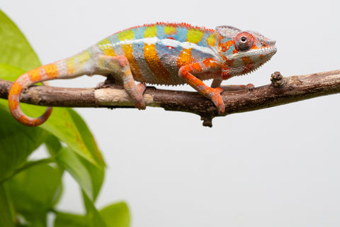Ambilobe From "Fiadanana" (AKA Tranquility) x "Fohy-mofo" (AKA Shortbread) - Hatched March - April 2026 - Male #6