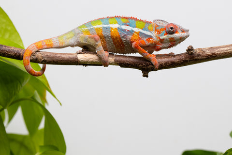 Ambilobe From "Fiadanana" (AKA Tranquility) x "Fohy-mofo" (AKA Shortbread) - Hatched March - April 2026 - Male #6
