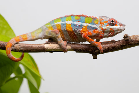 Ambilobe From "Fiadanana" (AKA Tranquility) x "Fohy-mofo" (AKA Shortbread) - Hatched March - April 2026 - Male #6