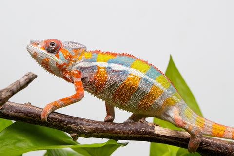 Ambilobe From "Fiadanana" (AKA Tranquility) x "Fohy-mofo" (AKA Shortbread) - Hatched March - April 2026 - Male #6