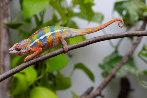 Ambilobe From "Fiadanana" (AKA Tranquility) x "Fohy-mofo" (AKA Shortbread) - Hatched March - April 2026 - Male #6