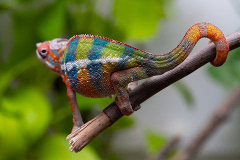 Ambilobe From "Fiadanana" (AKA Tranquility) x "Fohy-mofo" (AKA Shortbread) - Hatched March - April 2026 - Male #6
