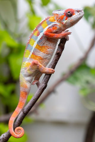 Ambilobe From "Fiadanana" (AKA Tranquility) x "Fohy-mofo" (AKA Shortbread) - Hatched March - April 2026 - Male #7