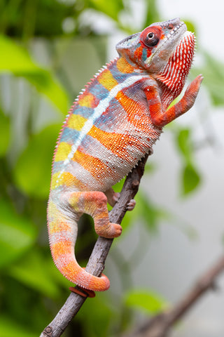 Ambilobe From "Fiadanana" (AKA Tranquility) x "Fohy-mofo" (AKA Shortbread) - Hatched March - April 2026 - Male #7