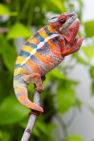 Ambilobe From "Fiadanana" (AKA Tranquility) x "Fohy-mofo" (AKA Shortbread) - Hatched March - April 2026 - Male #7