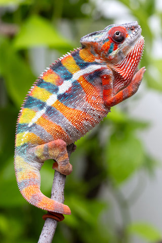 Ambilobe From "Fiadanana" (AKA Tranquility) x "Fohy-mofo" (AKA Shortbread) - Hatched March - April 2026 - Male #7