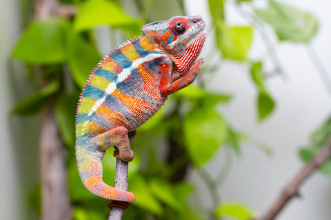 Ambilobe From "Fiadanana" (AKA Tranquility) x "Fohy-mofo" (AKA Shortbread) - Hatched March - April 2026 - Male #7
