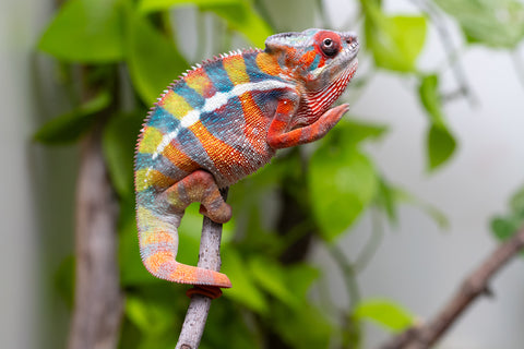 Ambilobe From "Fiadanana" (AKA Tranquility) x "Fohy-mofo" (AKA Shortbread) - Hatched March - April 2026 - Male #7