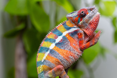 Ambilobe From "Fiadanana" (AKA Tranquility) x "Fohy-mofo" (AKA Shortbread) - Hatched March - April 2026 - Male #7