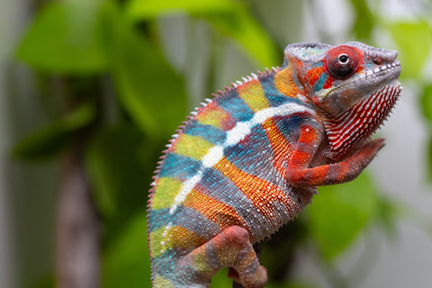 Ambilobe From "Fiadanana" (AKA Tranquility) x "Fohy-mofo" (AKA Shortbread) - Hatched March - April 2026 - Male #7