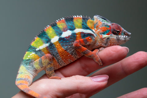 Ambilobe From "Fiadanana" (AKA Tranquility) x "Fohy-mofo" (AKA Shortbread) - Hatched March - April 2026 - Male #7