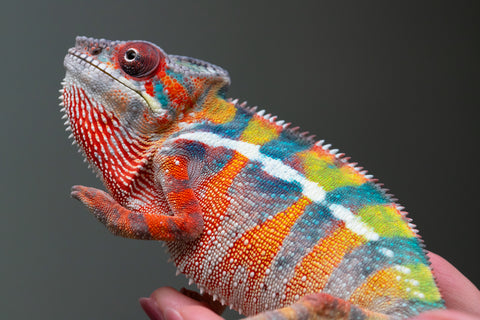 Ambilobe From "Fiadanana" (AKA Tranquility) x "Fohy-mofo" (AKA Shortbread) - Hatched March - April 2026 - Male #7