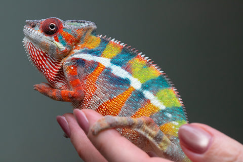 Ambilobe From "Fiadanana" (AKA Tranquility) x "Fohy-mofo" (AKA Shortbread) - Hatched March - April 2026 - Male #7