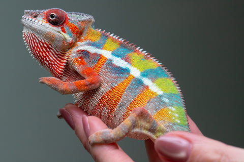 Ambilobe From "Fiadanana" (AKA Tranquility) x "Fohy-mofo" (AKA Shortbread) - Hatched March - April 2026 - Male #7