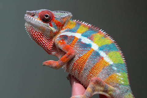 Ambilobe From "Fiadanana" (AKA Tranquility) x "Fohy-mofo" (AKA Shortbread) - Hatched March - April 2026 - Male #7