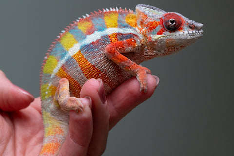 Ambilobe From "Fiadanana" (AKA Tranquility) x "Fohy-mofo" (AKA Shortbread) - Hatched March - April 2026 - Male #7