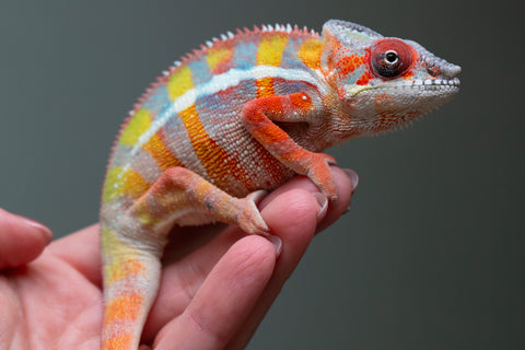 Ambilobe From "Fiadanana" (AKA Tranquility) x "Fohy-mofo" (AKA Shortbread) - Hatched March - April 2026 - Male #7