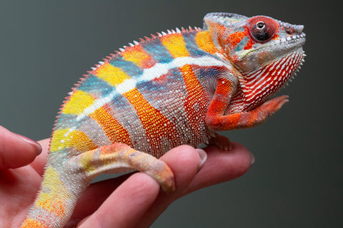Ambilobe From "Fiadanana" (AKA Tranquility) x "Fohy-mofo" (AKA Shortbread) - Hatched March - April 2026 - Male #7