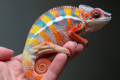 Ambilobe From "Fiadanana" (AKA Tranquility) x "Fohy-mofo" (AKA Shortbread) - Hatched March - April 2026 - Male #7