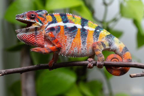 Ambilobe From "Fiadanana" (AKA Tranquility) x "Fohy-mofo" (AKA Shortbread) - Hatched March - April 2026 - Male #7