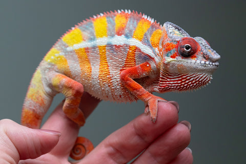 Ambilobe From "Fiadanana" (AKA Tranquility) x "Fohy-mofo" (AKA Shortbread) - Hatched March - April 2026 - Male #7