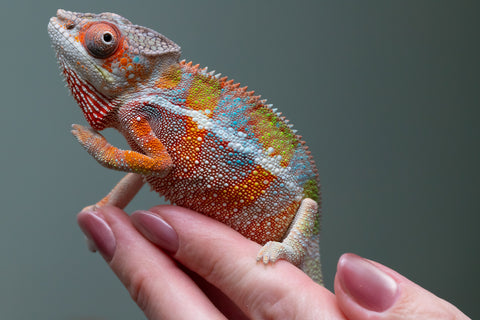 Ambilobe From "Fiadanana" (AKA Tranquility) x "Fohy-mofo" (AKA Shortbread) - Hatched March - April 2026 - Male #8