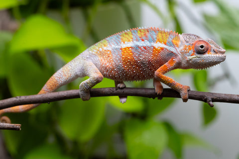 Ambilobe From "Fiadanana" (AKA Tranquility) x "Fohy-mofo" (AKA Shortbread) - Hatched March - April 2026 - Male #8