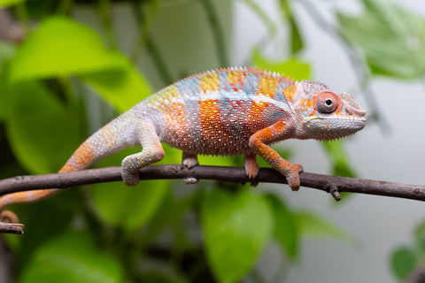 Ambilobe From "Fiadanana" (AKA Tranquility) x "Fohy-mofo" (AKA Shortbread) - Hatched March - April 2026 - Male #8