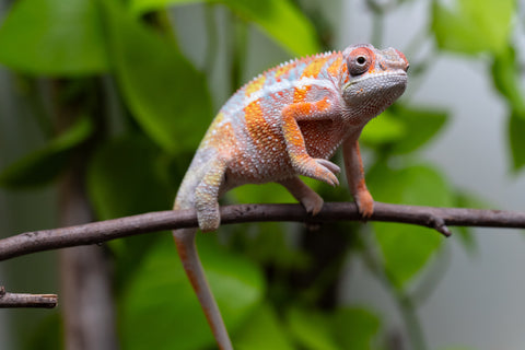 Ambilobe From "Fiadanana" (AKA Tranquility) x "Fohy-mofo" (AKA Shortbread) - Hatched March - April 2026 - Male #8
