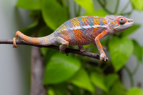 Ambilobe From "Fiadanana" (AKA Tranquility) x "Fohy-mofo" (AKA Shortbread) - Hatched March - April 2026 - Male #8