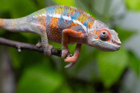 Ambilobe From "Fiadanana" (AKA Tranquility) x "Fohy-mofo" (AKA Shortbread) - Hatched March - April 2026 - Male #8